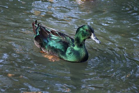 indian duck video|indian ducks for sale.